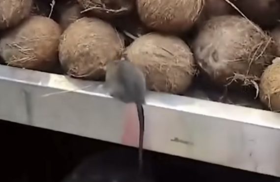 Ratos chocam clientes em supermercado de Vicente Pires